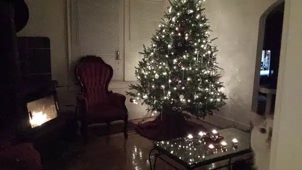 21 trends - le chat et le sapin