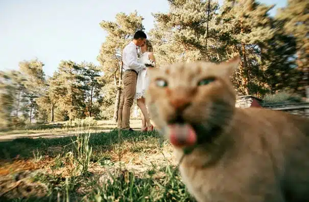21 trends - le chat taquin