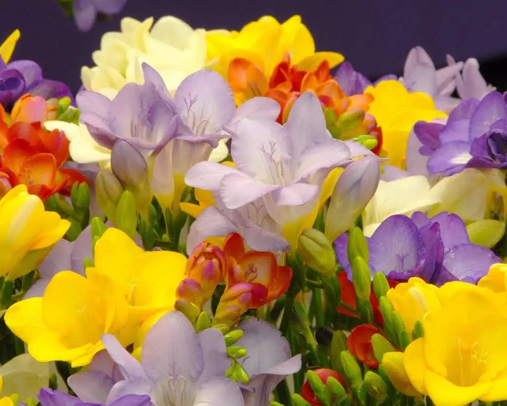 21 trends - le freesia