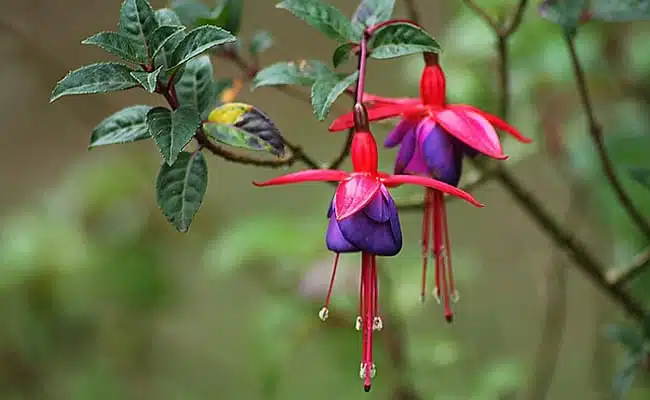 21 trends - le fuchsia