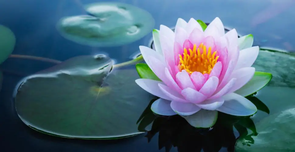 21 trends - le lotus