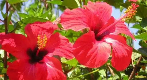 21 trends - les hibiscus