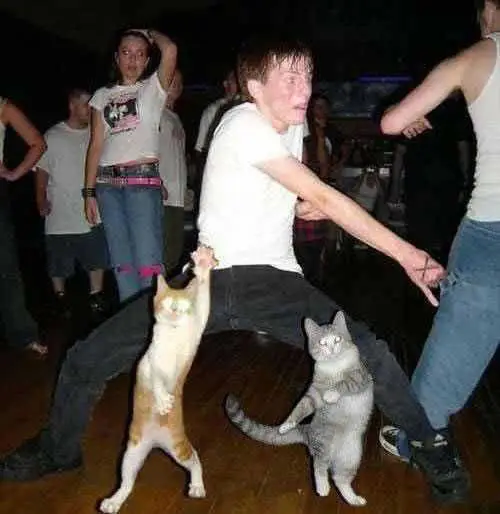 21 trends - le chat danseur