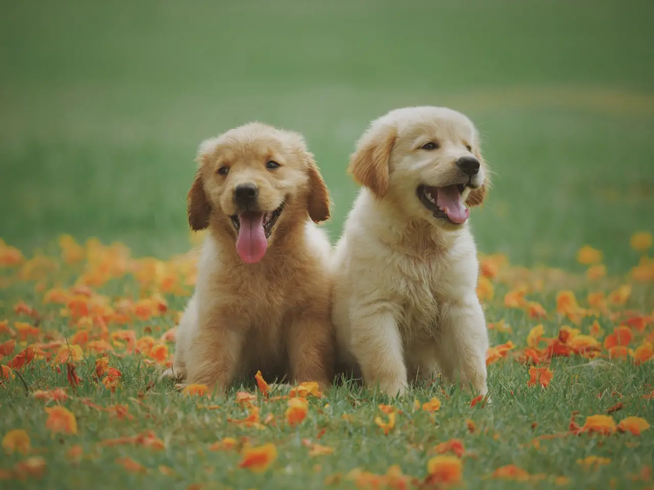 21' trends | top 11 des plus belles races de chiens |