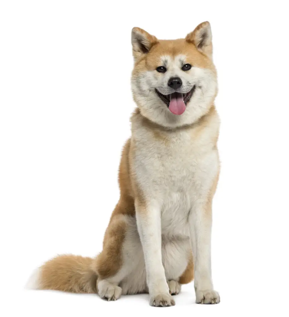 21' trends | top 10 des chiens les plus beaux du monde | chiens,les plus beaux,monde |