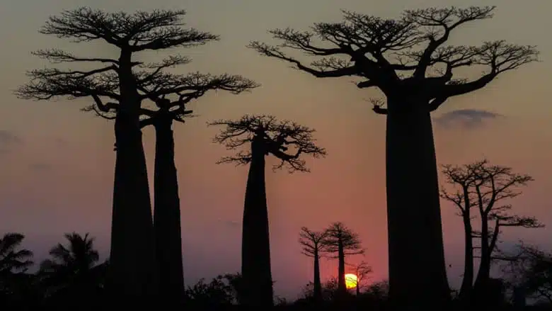 21 trends - avenue des baobabs : un lieu à ne pas manquer