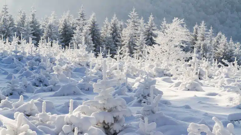 21 trends - la forêt des beskides