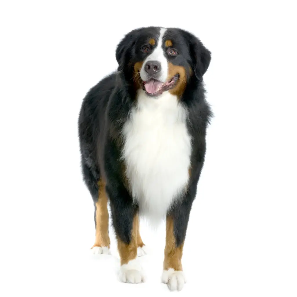 21' trends | top 10 des chiens les plus beaux du monde | chiens,les plus beaux,monde |