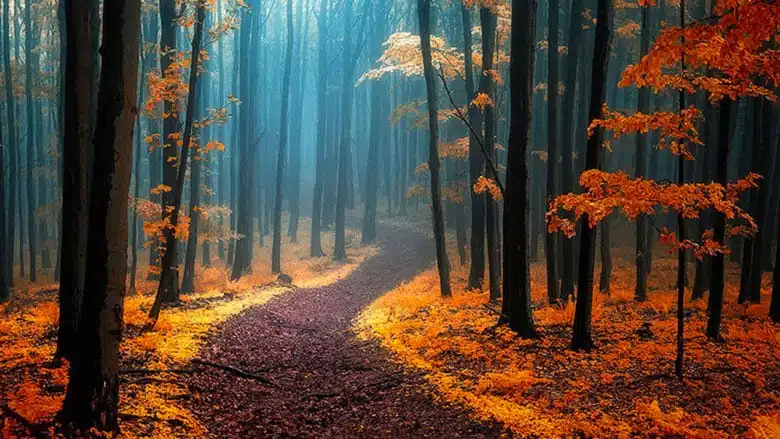 21 trends - les forêts des carpates blanches : des lieux paradisiaques