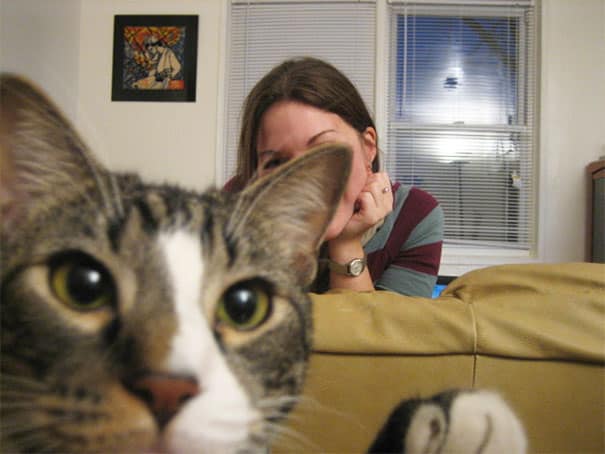 21' trends | top 21 des chats initiés au photobombing | facebook |
