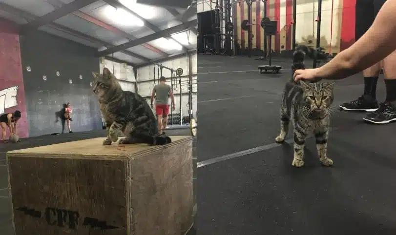 21 trends - le chat sportif
