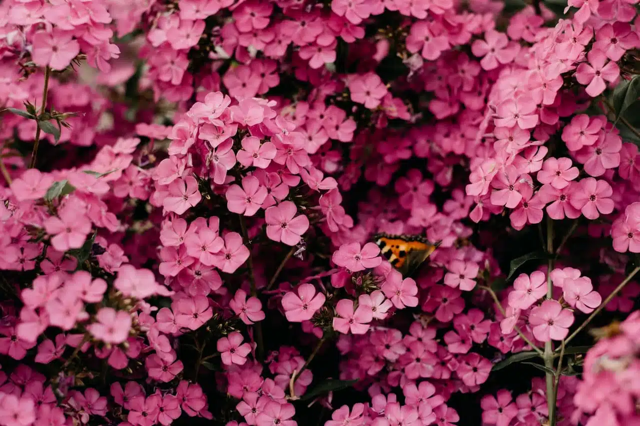 21' trends | top 21 des plus belles fleurs | trésor des montagnes,rocheuses,usa |