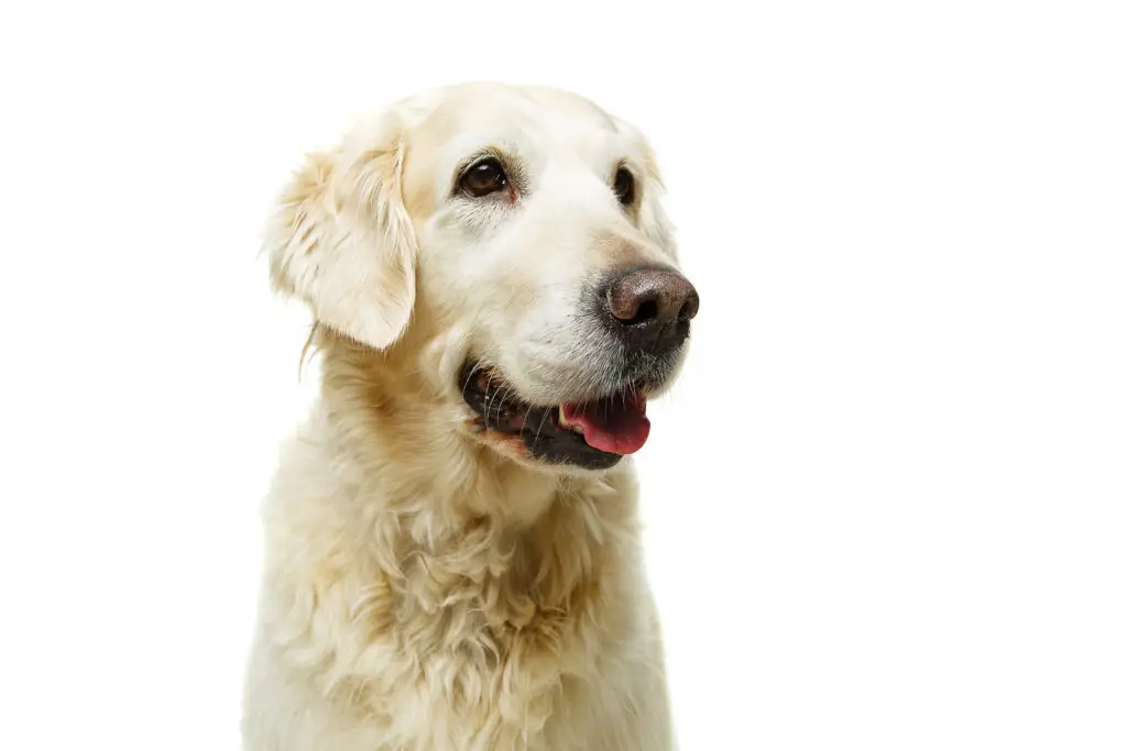 21' trends | top 10 des chiens les plus beaux du monde | chiens,les plus beaux,monde |