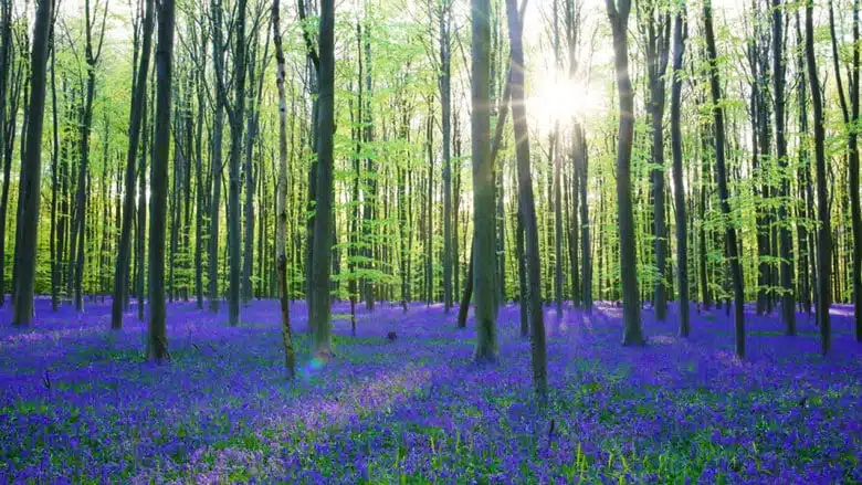 21 trends - bois d’hal : la forêt belge qui passionne