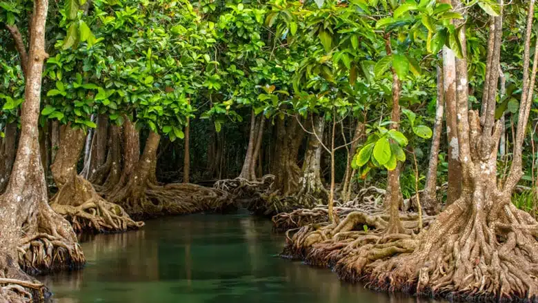 21 trends - la forêt de mangroves à krabi (thaïlande)