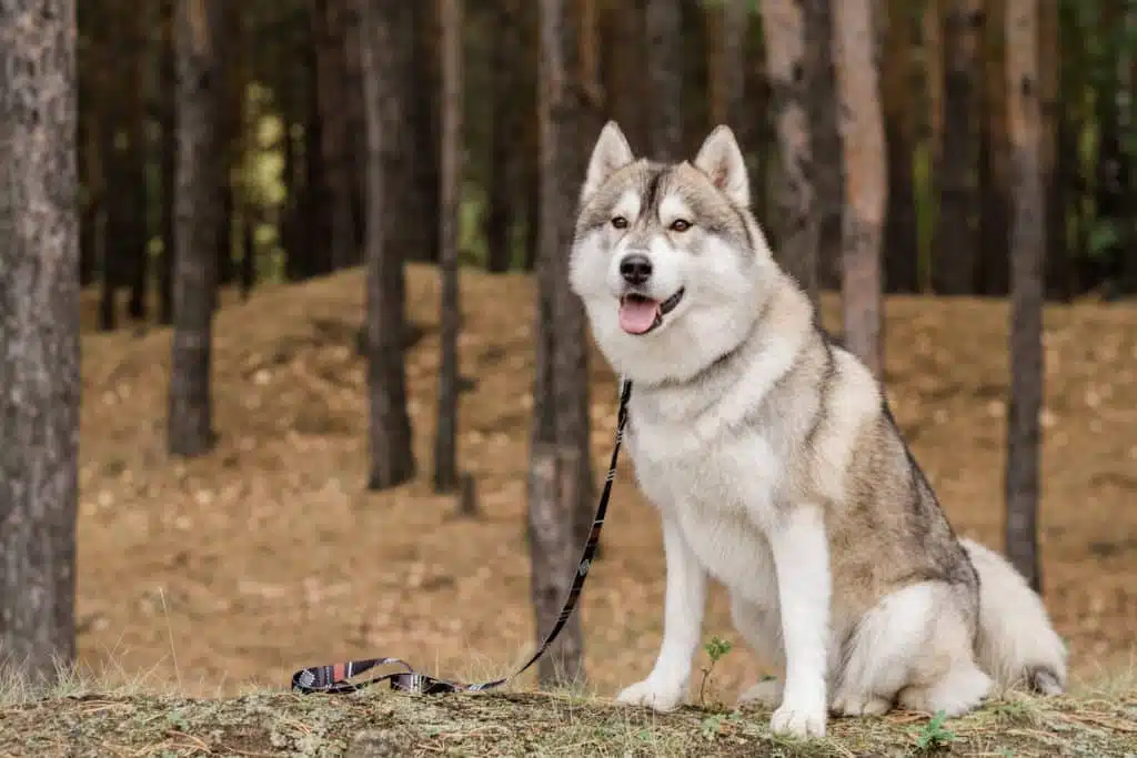 21' trends | top 10 des chiens les plus beaux du monde | chiens,les plus beaux,monde |