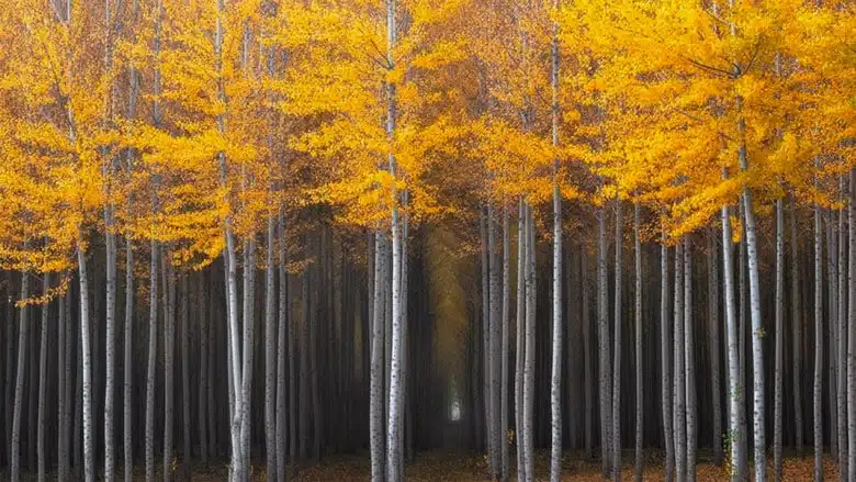 21 trends - forêts de peupliers