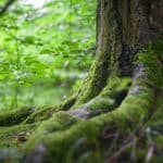 21' trends | top 10 des plus belles forêts | perdre du poids naturellement |