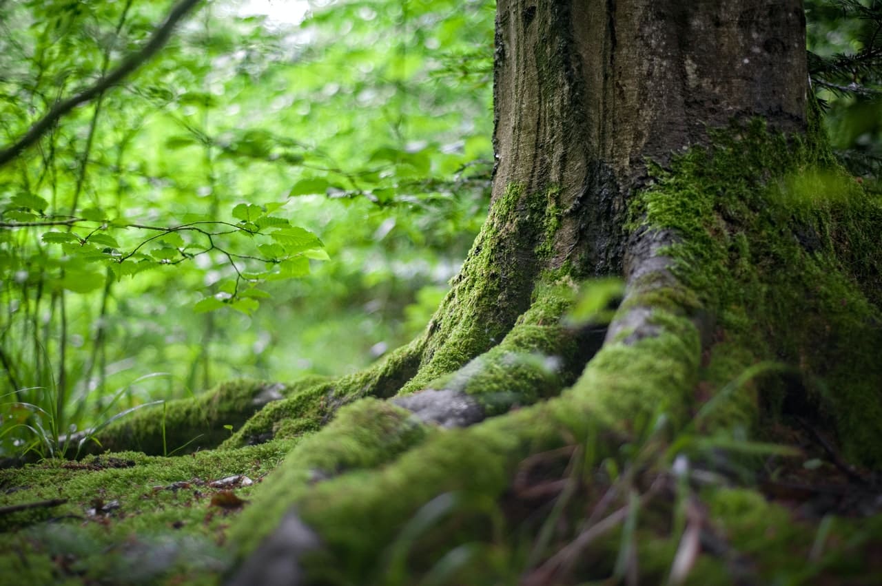 21' trends | top 10 des plus belles forêts | facebook |