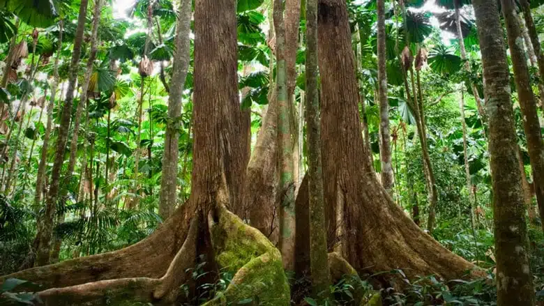 21 trends - les forêts fluviales du queensland en australie : une hétérogénéité naturelle et sublime