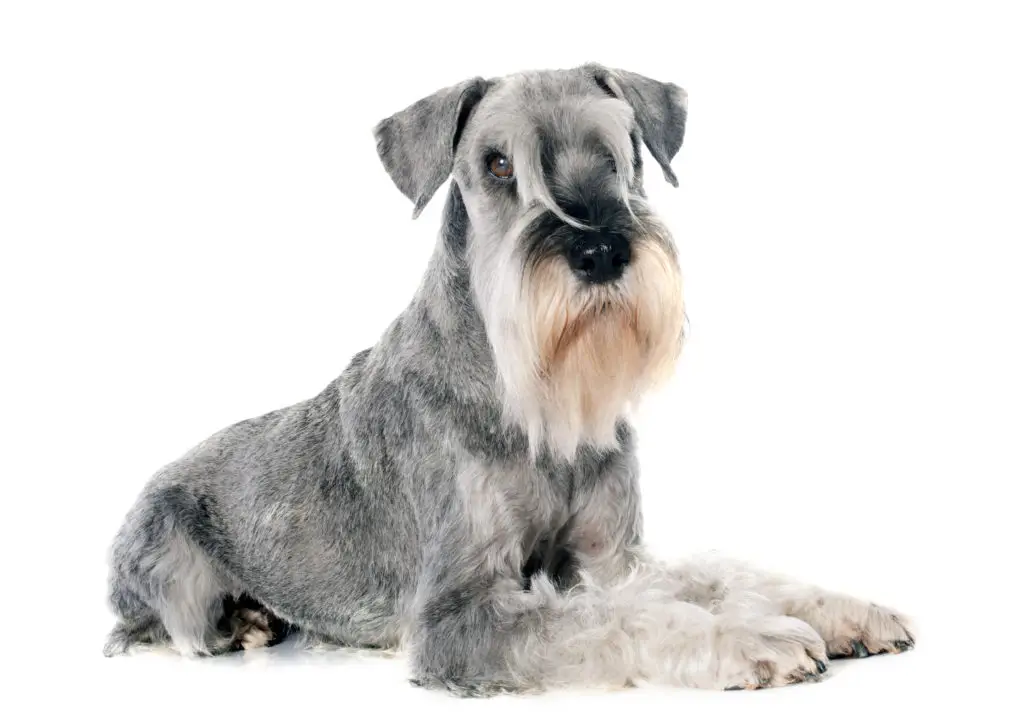 21' trends | top 10 des chiens les plus beaux du monde | chiens,les plus beaux,monde |