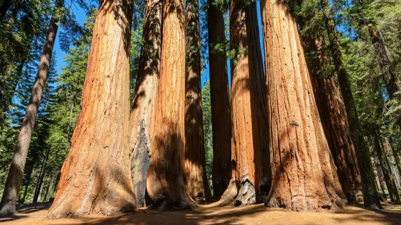 21 trends - parc national de sequoia : la vedette des parcs américains