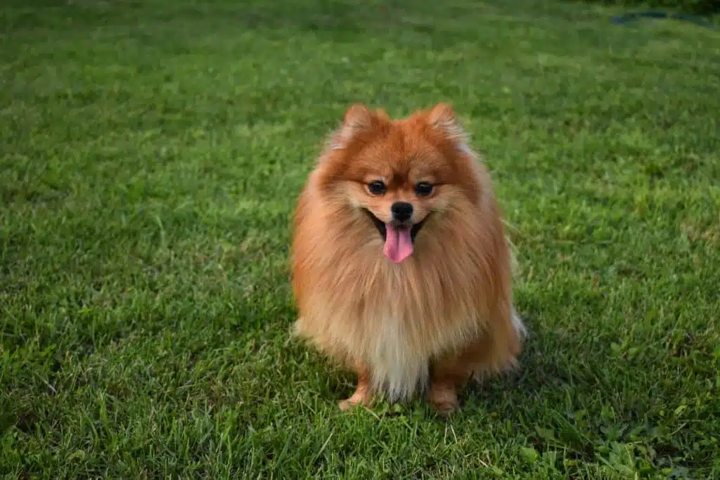 21 trends - le spitz nain