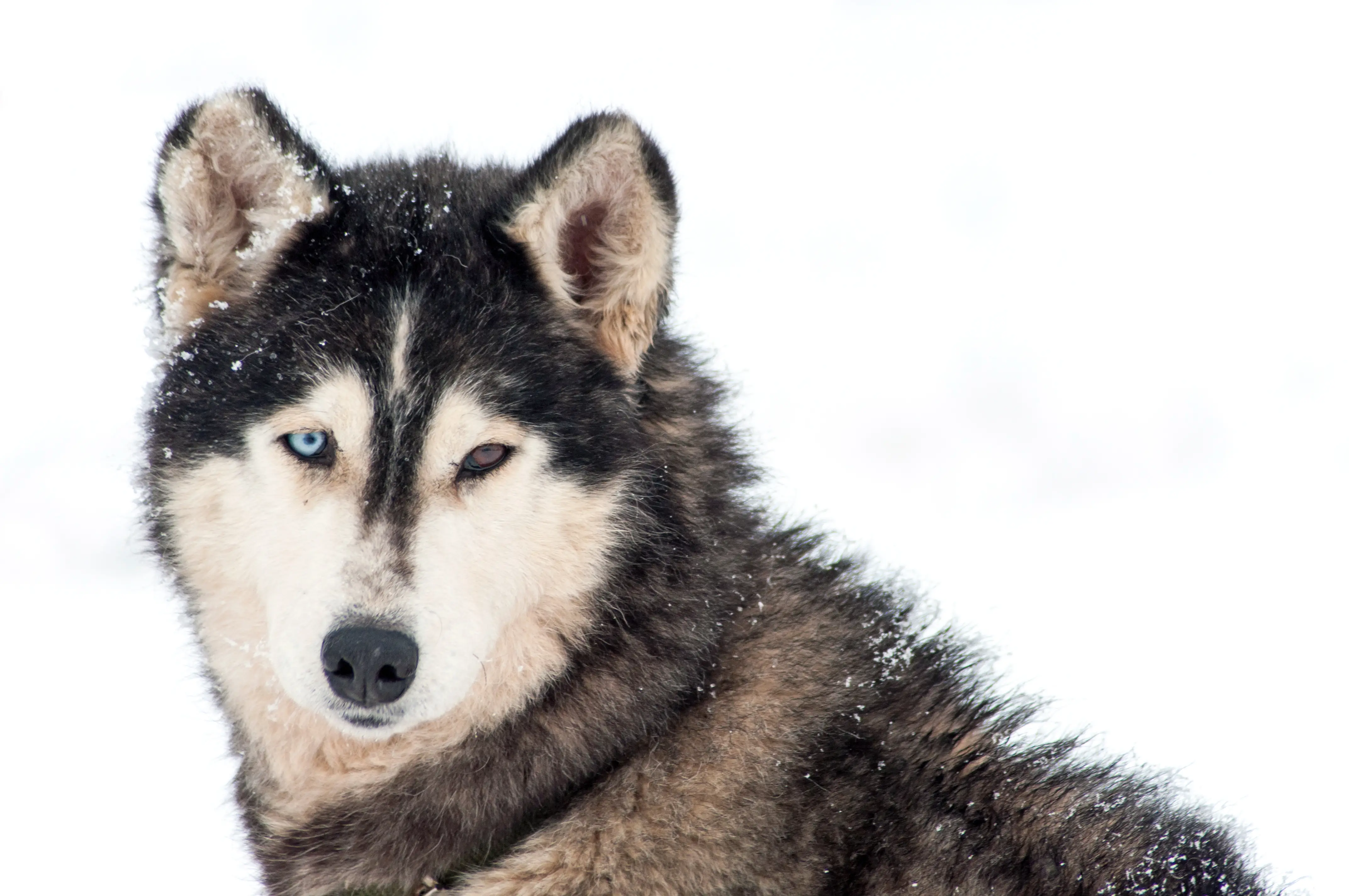 21' trends | top 10 des chiens les plus beaux du monde | chiens,les plus beaux,monde |