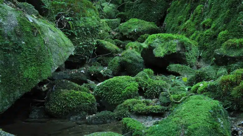 21 trends - au sommet du japon : la forêt d’yakushima