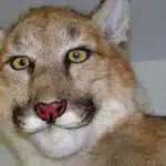 21' trends | top 40 des photos d’animaux empaillés totalement ratées, ou les misères de la taxidermie | 30 ans |