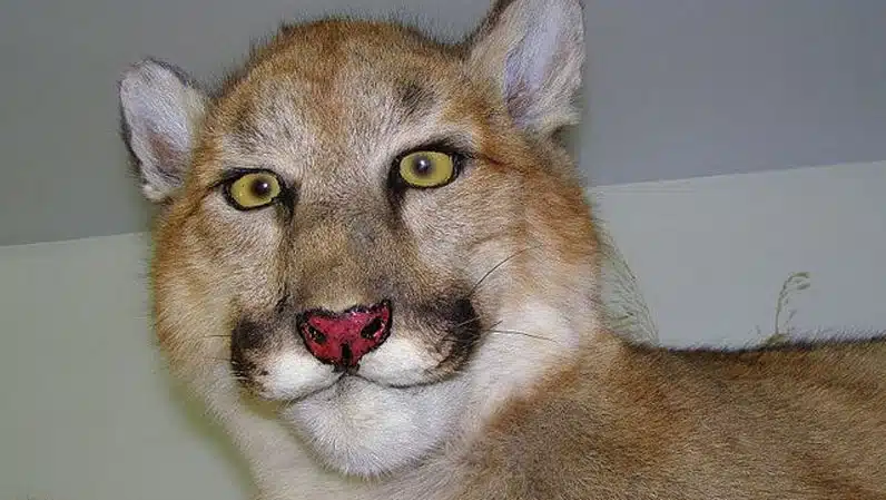 21' trends | top 40 des photos d’animaux empaillés totalement ratées, ou les misères de la taxidermie |