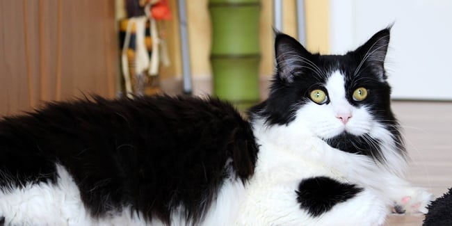 21' trends | top 10 - chats mignons désolés pour leurs conneries #catshaming | animaux empaillés,raté,pire |