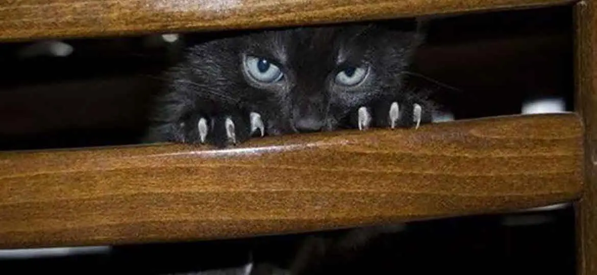 21' trends | ces comportements indiquent que votre chat veut vous tuer! |