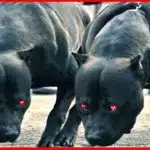 21' trends | top 10 des races de chiens qui mordent le plus en france |