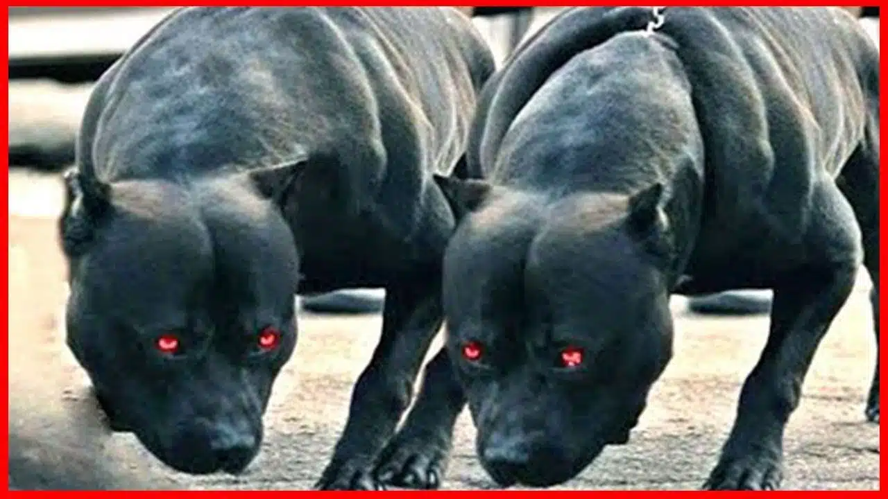 21' trends | top 10 des races de chiens qui mordent le plus en france |