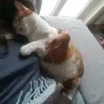 21' trends | top 10 des positions pour dormir avec son chat en illustrations), la dure vie des propriétaires de félins | tante |