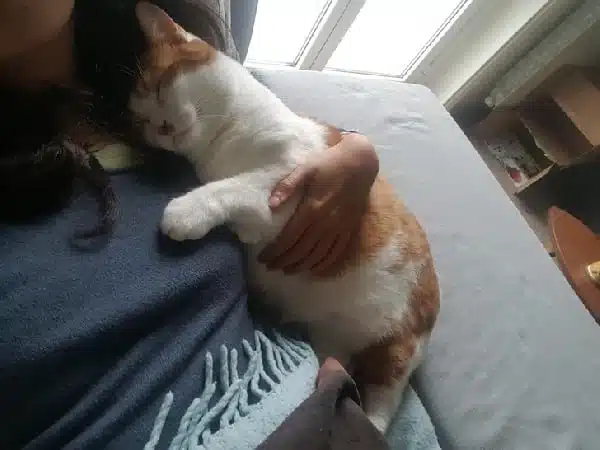 21' trends | top 10 des positions pour dormir avec son chat en illustrations), la dure vie des propriétaires de félins | bêtises,chat,top |
