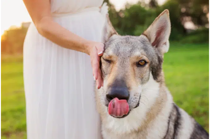 Top 10 des races de chiens qui mordent le plus en france - 21'trends